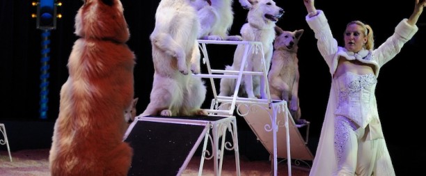 numéro de chiens, festival de cirque, festival du cirque, chiens dressés, rafaela honden