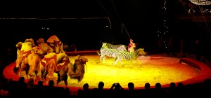 Berousek - Exotiques [f...ois Dehurtevent] (3)