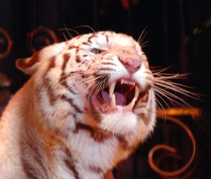 cirque_de_massy_festival_2008_18